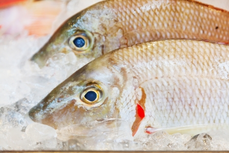 Fresh-caught sea fish on a counter in the fish marketの写真素材