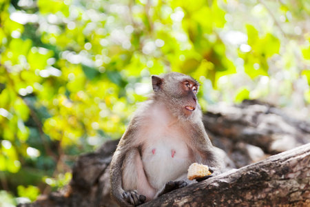 wild monkey sits on a tree against foliage