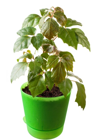 houseplant a cissus rhombifolia in a green pot, is isolatedの写真素材