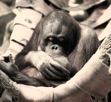 Female of an orangutan with a cubの写真素材
