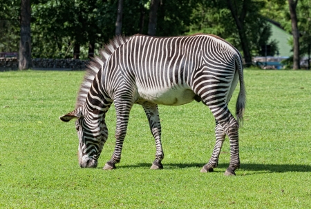 zebra eats a grass on a gladeの写真素材