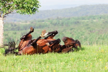 bay horse lies on a green grassの写真素材