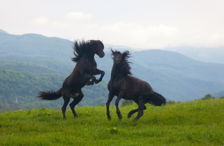 Two black stallions on a pastureの写真素材