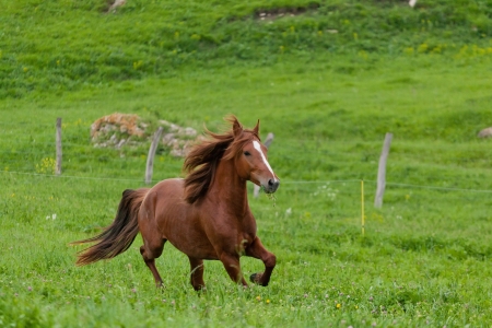bay horse is walked in the electroshepherdの写真素材