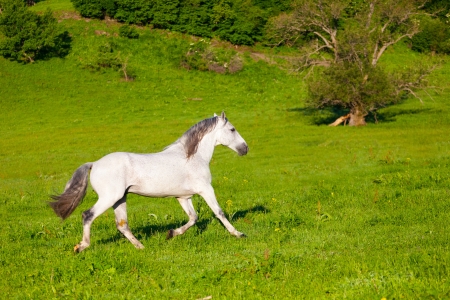 Gray Arab horse gallops on a green meadowの写真素材