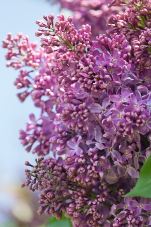 Branch of a pink lilac waves on a windの写真素材