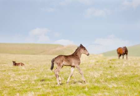  small foal is grazed on a mountain pastureの写真素材