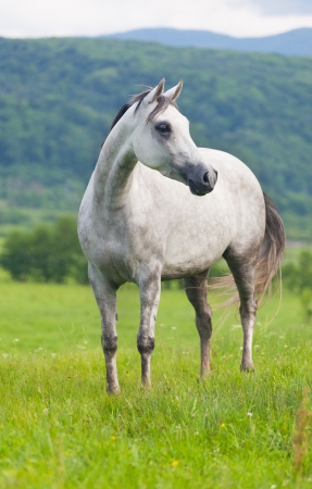Gray Arab horse  on a green meadowの写真素材