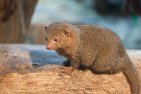 mongooseの写真素材