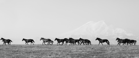 Herd of horses on a summer pasture  Elbrus, Caucasus, Karachay-Cherkessiaの写真素材