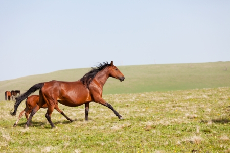 horses run on a mountain pasture,  Caucasus, Russiaの写真素材