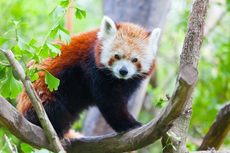red panda lies on a tree branchの写真素材