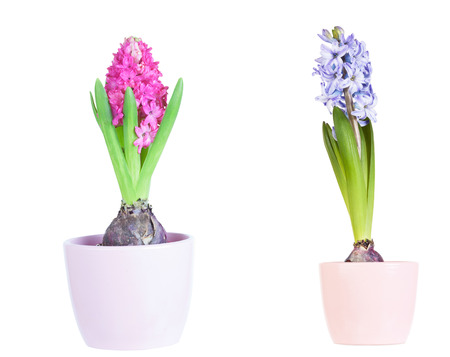 hyacinth flower bulbs in pot isolated on white background の写真素材