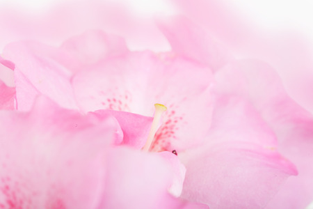 Pink flower , small zone of sharpnessの写真素材