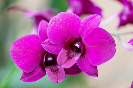 Pink orchid phalaenopsisの写真素材