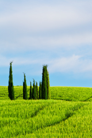 Cypresses in a wheat field, Tuscany, Italyの写真素材