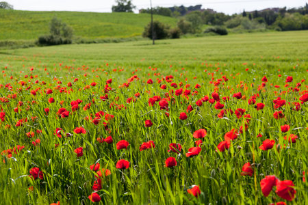 Field with blossoming poppiesの写真素材