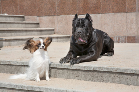 Dogs of breed of papillon and Cane corso sit on a ladder