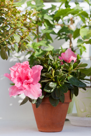Blossoming pink azalea among other plants in a house greenhouseの写真素材