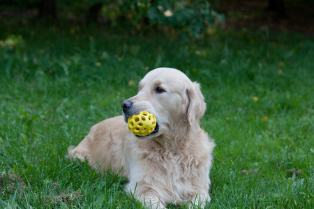 Dog of breed a golden retriever lies on a grass and holds a toy in teethの写真素材