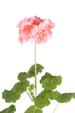 Blossoming pink geranium on a white backgroundの写真素材