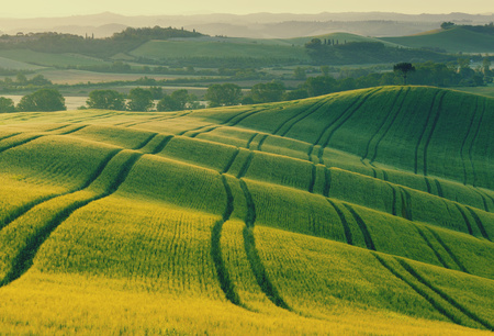 Wavy fields in Tuscany at sunrise, Italyの写真素材