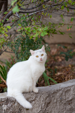 White fluffy cat sits on a stone fenceの写真素材