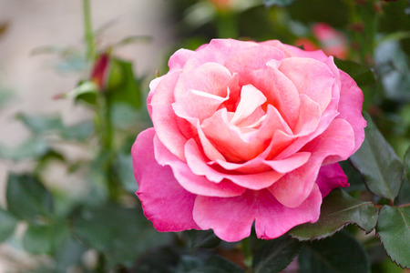 beautiful blossoming pink rose in a gardenの写真素材