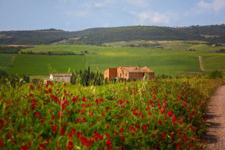 Summer landscape with red flowers and the rural house, Tuscany, Italyの写真素材