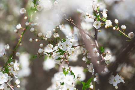 blossoming cherry orchard in the spring