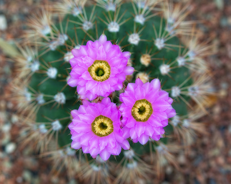 blossoming cactus with violet flowers, the top viewの写真素材