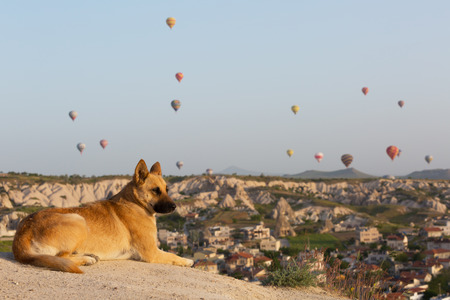big red dog lies on the rock and looks at balloons, Cappadociaの写真素材
