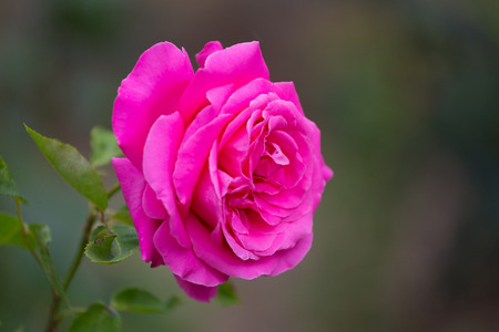 blossoming bush with pink roses close upの写真素材