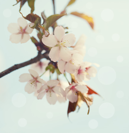 Early spring cherry blossom with clusters of flower buds, with beautiful blue green background.の写真素材