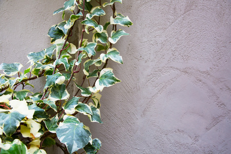 Green ivy on the old textured wallの写真素材