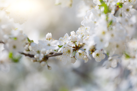 Spring cherry blossom close upの写真素材