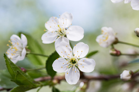 Spring time, blooming of cherry tree in the garden