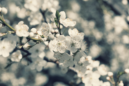 Cherry blossom flower. Background blur bokehの写真素材