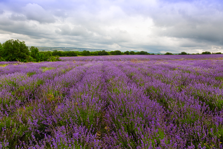 Big field of blooming lavender on a summer dayの写真素材
