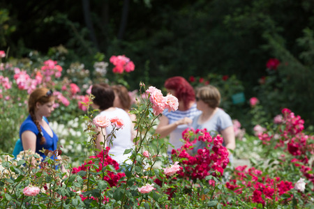 CRIMEA, JALTA - JUNE 20, 2015 - Visitors to the Rosary in the Nikitsky botanical garden. People are out of focus, focus on the rose.のeditorial素材