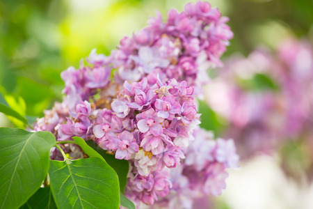 branch of blossoming pink lilac close upの写真素材