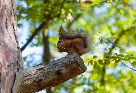 squirrel sits on a branch of a tree and gnaws a nut