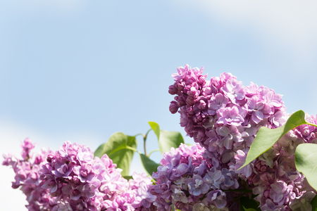 The branch of a flowering purple lilac on a background of blue skyの写真素材