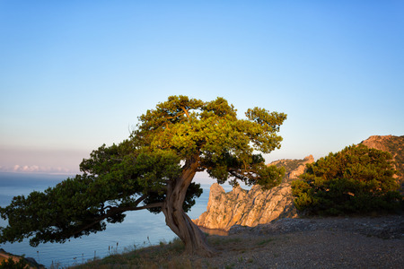 Beautiful landscape with pine, sea and cliffs in Crimea, illuminated by the sunrise sunの写真素材