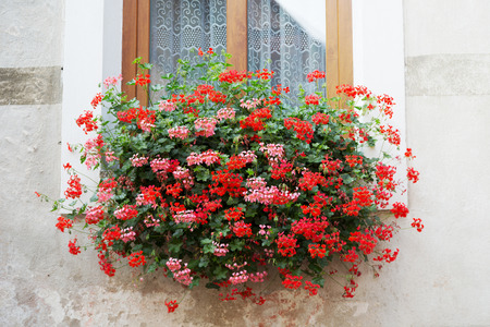 Blooming geraniums on the windowの写真素材
