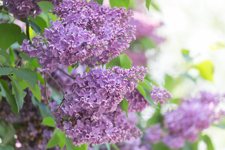 Branch blossoming lilac closeupの写真素材
