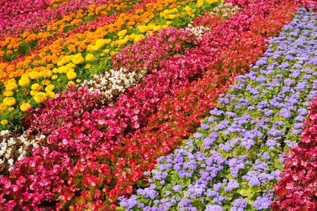 flower bed with colorful flowersの写真素材