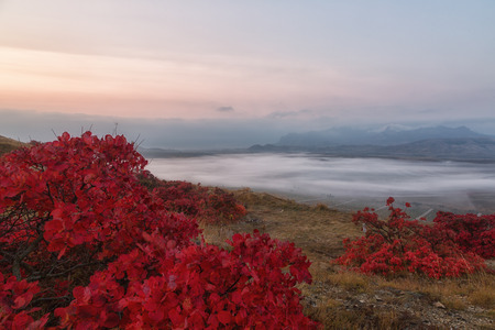 Bright red autumn smoked bush and beautiful view of the mountains of Karadag in sunrise fog, Crimeaの写真素材