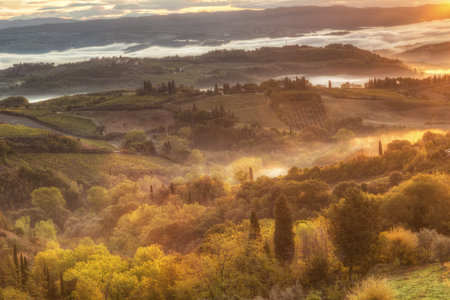 Landscape with a morning fog and vineyards in the vicinity of the city of San Gimignano, Tuscanyの写真素材