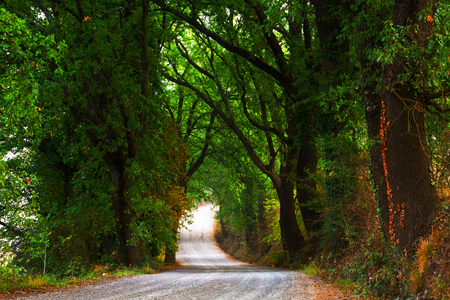 Country road running through tree alleyの写真素材